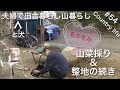 【田舎暮らし】#54山菜の女王「こしあぶら」採りと愛犬と近所を散歩。それから整地の続きします。