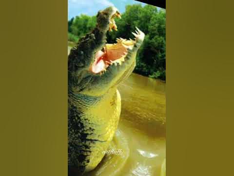 gustave vs hippopotamus - YouTube