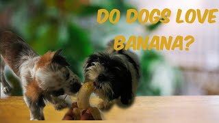 Do Dogs Love Banana?