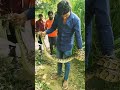 Rock python snake 🐍 rescue Bulandshahr...#viralvideo #snake #animalrescue ...