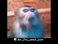 زعلان الاسمر هههههه