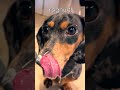 Miniature Dachshund | Day in the Life! #dachshund #dayinthelife #dog #dogshorts #dachshundpuppy