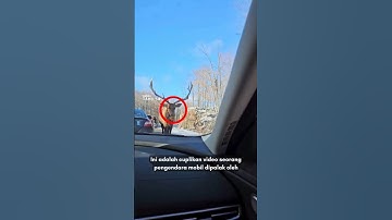 Rusa Bertanduk Besar Meminta Pajak Jalan #shorts #rusa #funnyvideo