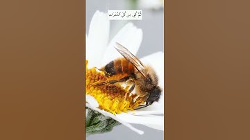 الشيخ عمرو شاهين ، ‏﴿وأوحى ربك إلى النحل﴾برواية خلف عن ‎#حمزة‎#القرآن ‎#القراءات_العشر‎. حمزة عن خلف