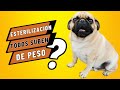 Es cierto que todos los perros esterilizados engordan? 🐶