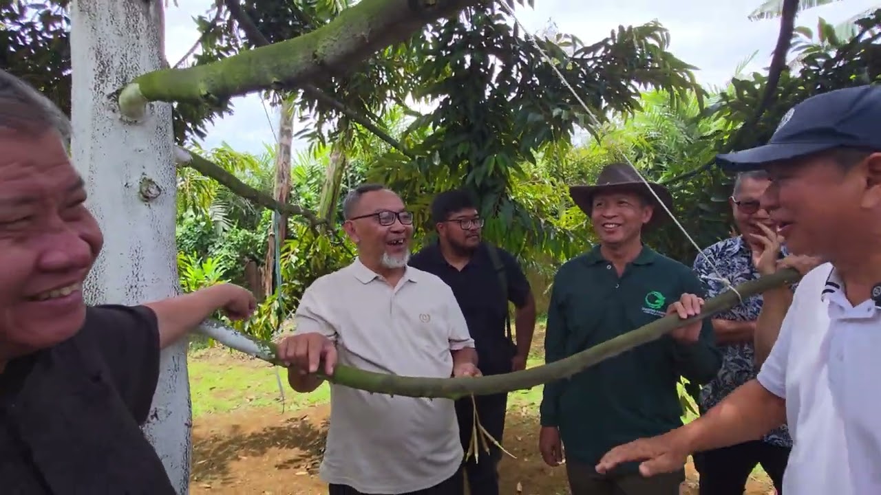 ILMU PEMBUAHAN DURIAN DENGAN AHLINYA DI KEBUN GADOG FARM