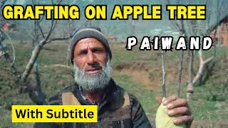 GRAFTING / PAIWAND ON APPLE TREE || KASHMIR *with subtitle