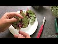 How to take Begonia cuttings