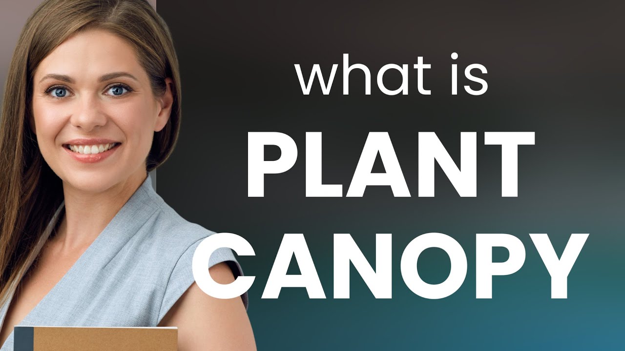 Exploring the Green Umbrella: Understanding "Plant Canopy"