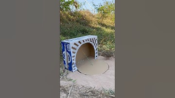 DIY Easy Quail Trap Using Cardboard Box #shorts