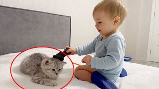 Tiny Kitten Enjoys Being Brushed by Adorable Baby