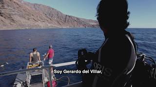 Oris x Gerardo del Villar: Project Demystifying Sharks (2017)