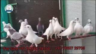 For Sale  91 78607 29705    91 99880 24550