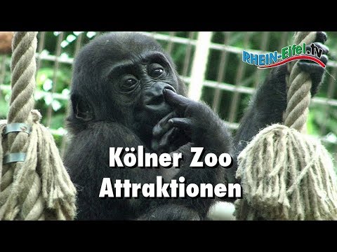 Kölner Zoo | Attraktionen | Rhein-Eifel.TV