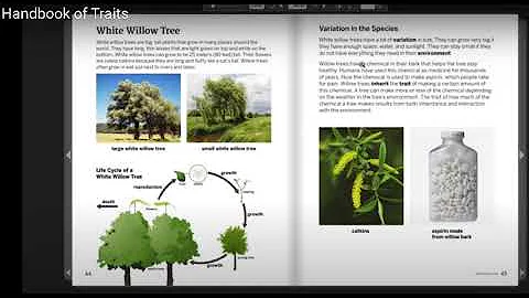 White Willow Tree: Handbook of Traits