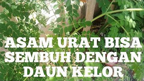 manfaat daun kelor untuk asam urat