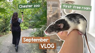 The best zoo in the world & new rats first free roam | VLOG