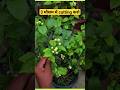 how to prune mogra / jasmine plant