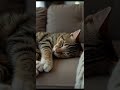 Who Are You #kitten #cute #love #animalshorts #funny