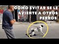 Mi PERRO ladra a personas y perros en la CALLE, como EVITARLO.