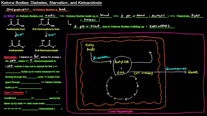 Ketone Bodies (Part 4 of 4) - Diabetes, Starvation, and Ketoacidosis