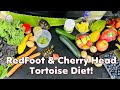 Baby Cherryhead and RedFoot Tortoise Diet (Full Guide)