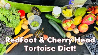 Baby Cherryhead and RedFoot Tortoise Diet (Full Guide)