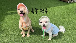 우리개가족행복한시간ㅣ정몽유송ㅣVlog