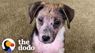Bald, Sick Puppy Transforms Into A Fluff Ball | The Dodo