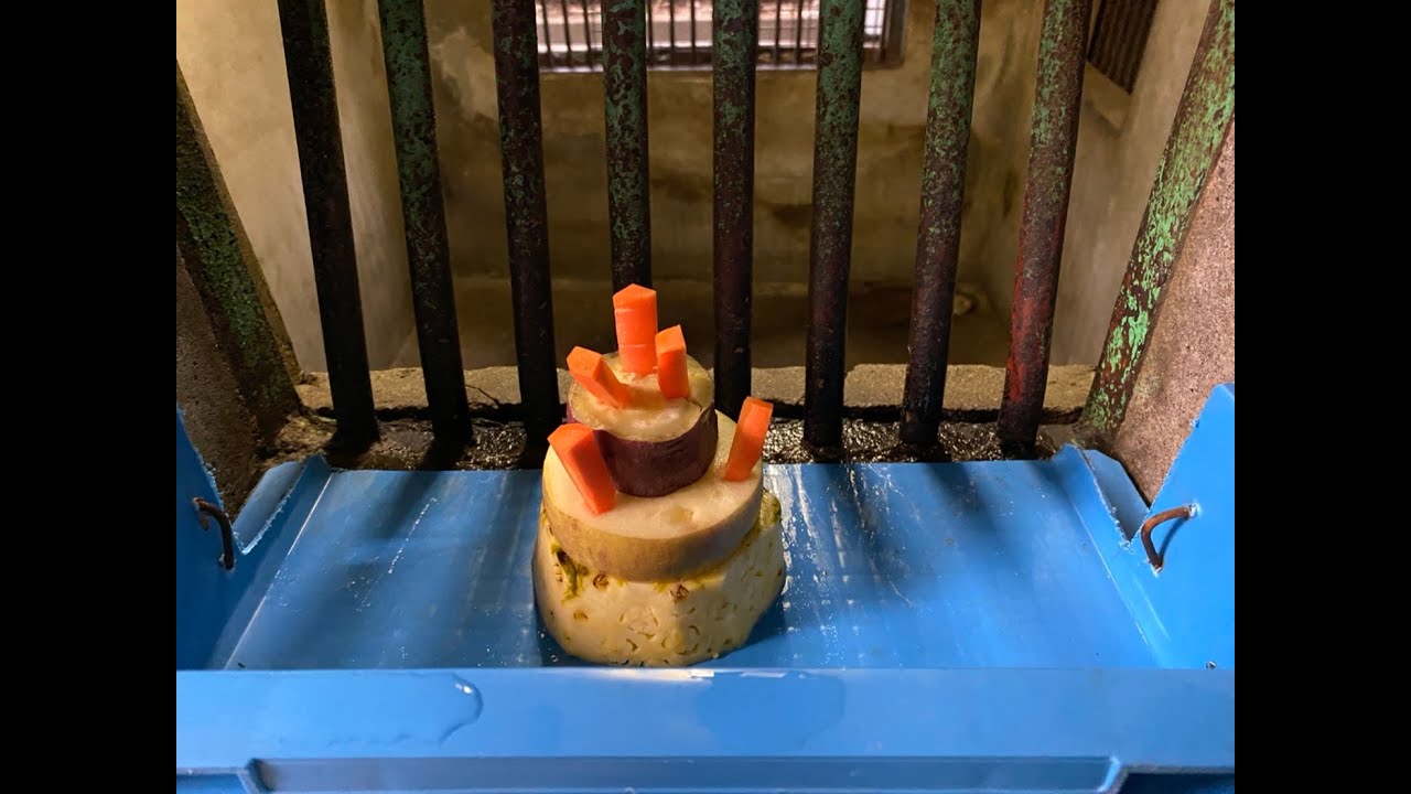 天王寺動物園 マーサに誕生日ケーキをプレゼント Youtube