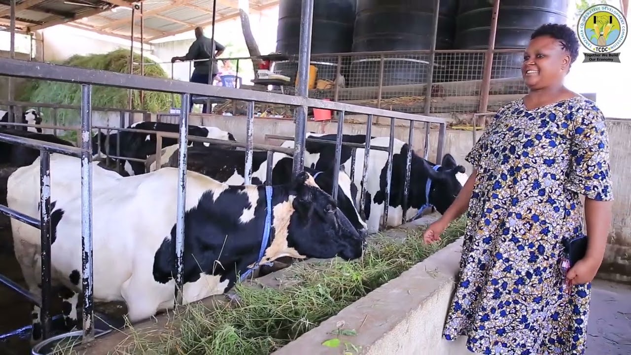 Mwanachama Chama cha Ushirika wa Wafugaji Kiluvya (CHAWAKIM)