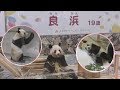 【おめでとう🎊】良浜ママ19歳✨🐼ハッピーバースデー🎂【with彩浜&永明パパ】Giant Panda -Rauhin -☆Happy 19th Birthday🎂🎊
