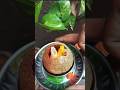 🤩#shorts #viral #cooking #mini #papor #panipuri
