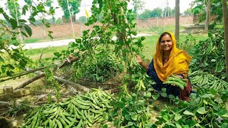 इस फली को देखकर मन खुश हो गया Village life vlog