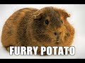 Furry potato finest first amendment compilation  cops owned and educated  first amendment audits