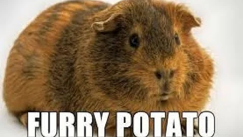 Furry Potato Finest First Amendment Compilation - Cops Owned and Educated - First Amendment Audits