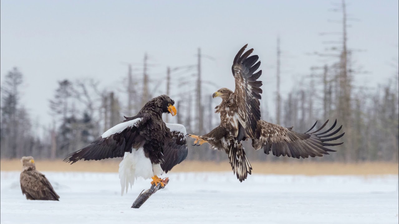 Kuningasmerikotka ja merikotka / Peilitön kamera