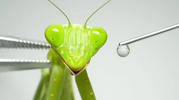 カマキリに大麻を注入するとこうなる