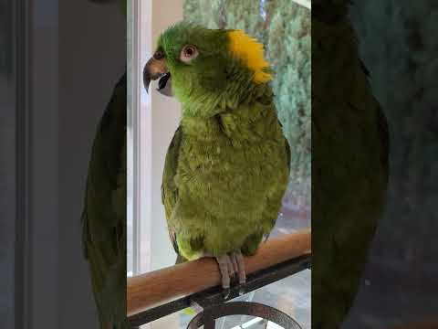 Forrest the Yellow Nape Amazon Parrot saying "Hello"