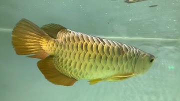 Phẫu thuật mắt cá rồng. Cá xệ nửa mắt làm lại như mắt zin