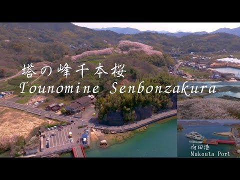 広島県三原市の佐木島、塔の峰千本桜 Mihara City, Hiroshima Prefecture Sagishima, Tounomine Senbonzakura