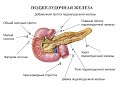 Диетология – 8. Роль желчи и поджелудочной железы в пищеварении.