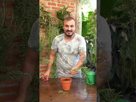 Vídeo: Plantas de alecrim prostrado - O que é o alecrim rastejante