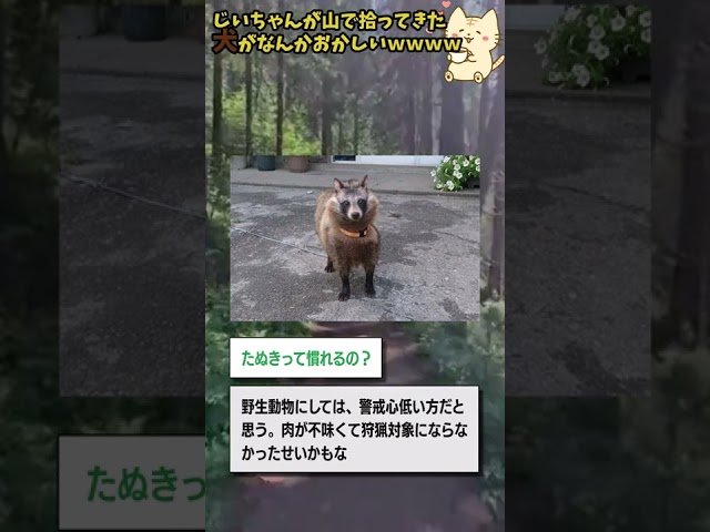 じいちゃんが山で拾ってきた犬がなんかおかしいwwwwwwww