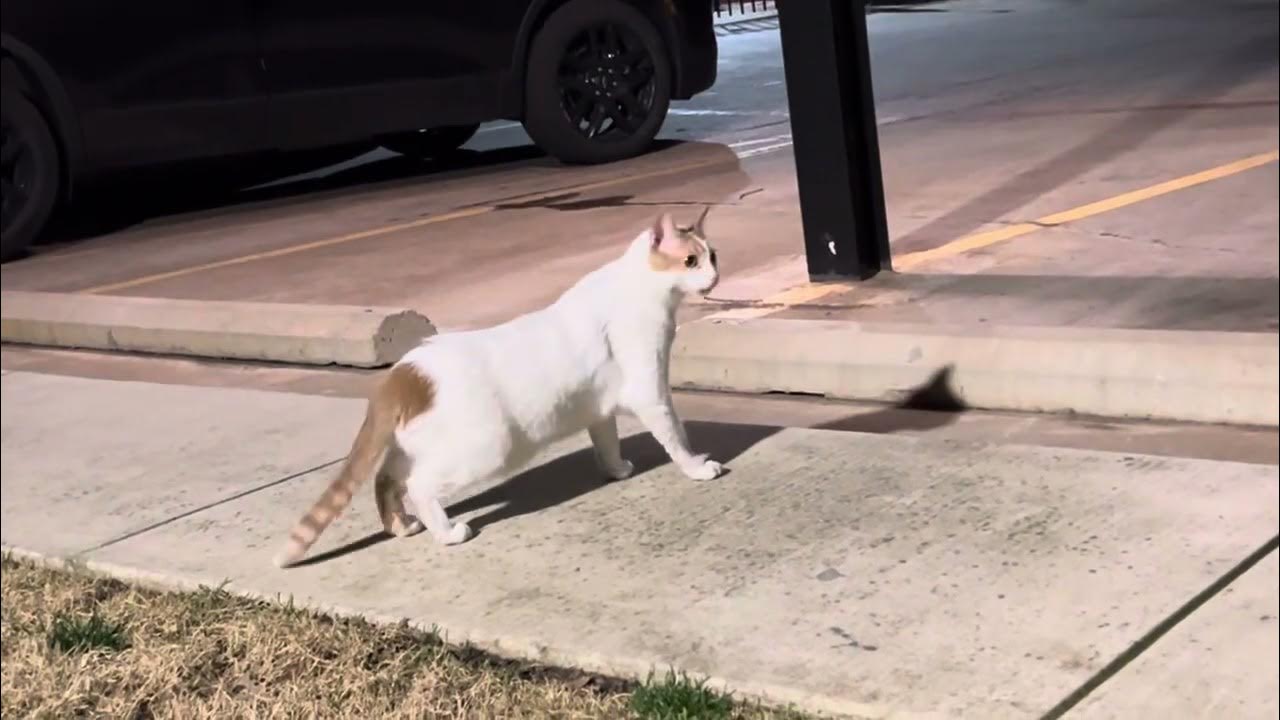 my-cat-at-night-outside-youtube