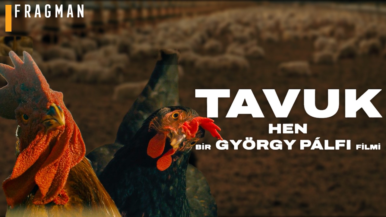 Tavuk fragman kapak görseli