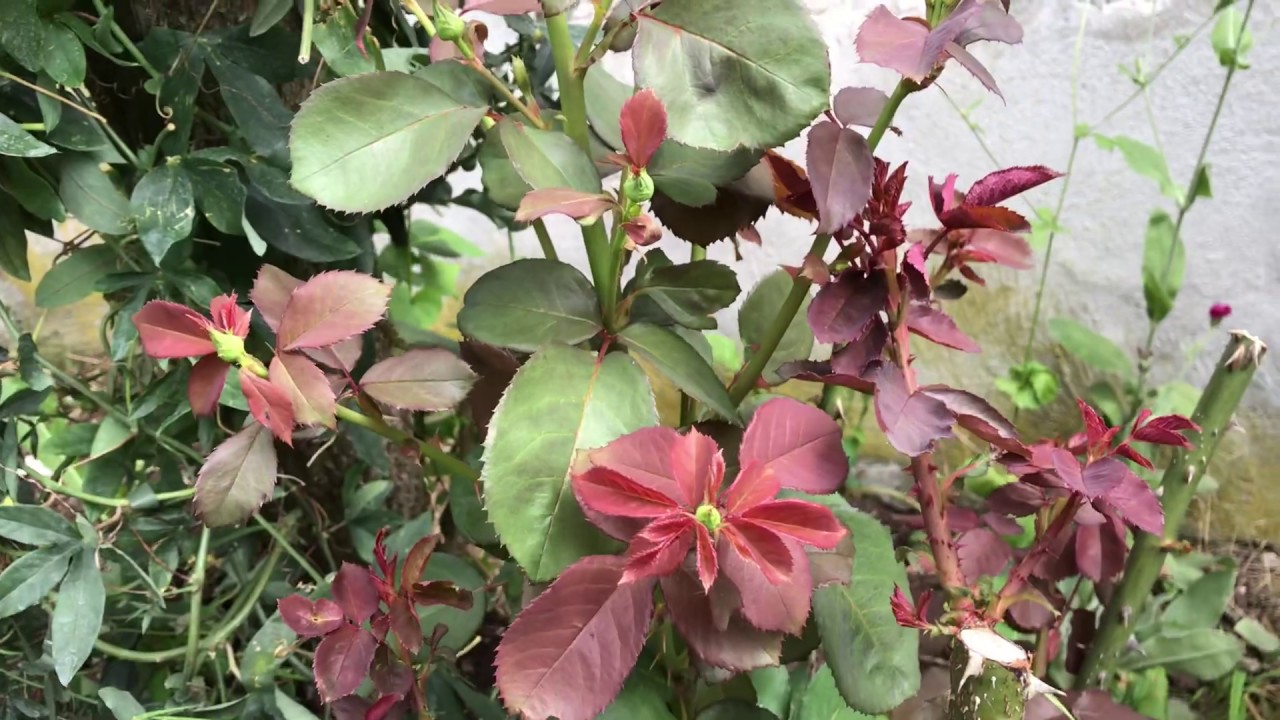 Alte Rose retten: So treibt sie nach dem Rückschnitt wieder aus