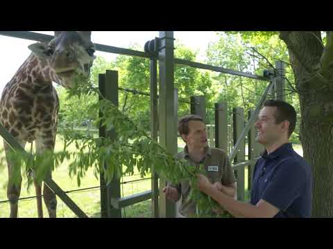 Video: Pet Scoop: Gandolfini bija dzīvnieku aizstāvis, priekšlaicīga žirafe, kas aug lēni