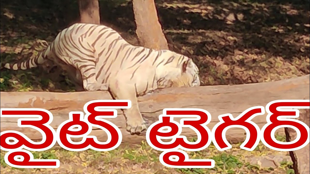 వైట్ టైగర్ వైజాగ్ జూ పార్క్