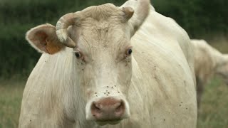 EEUU detecta su primer caso humano de gripe aviar transmitido por una vaca lechera | AFP